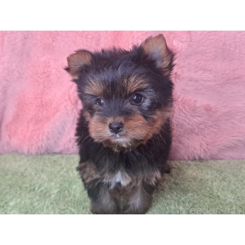 商談中の愛知県のヨークシャーテリア-443111