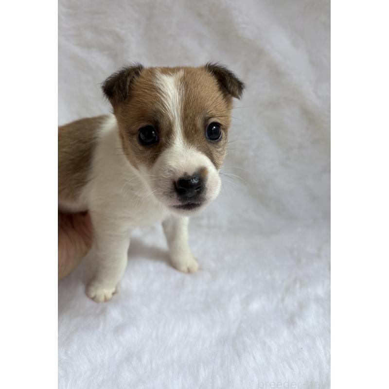 販売中の京都府のジャックラッセルテリア-449022の3枚目