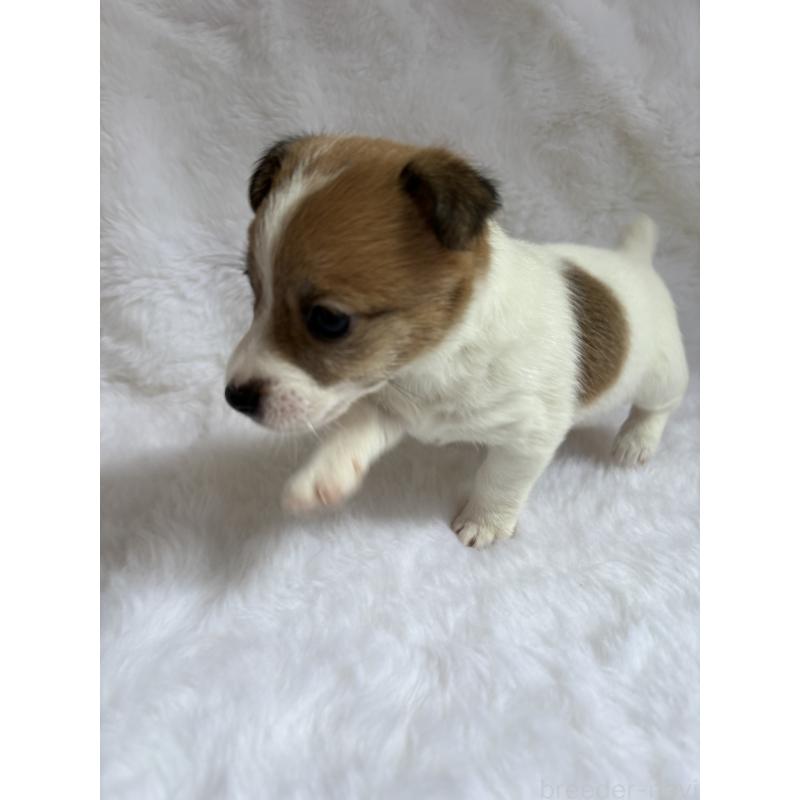 販売中の京都府のジャックラッセルテリア-449022の2枚目