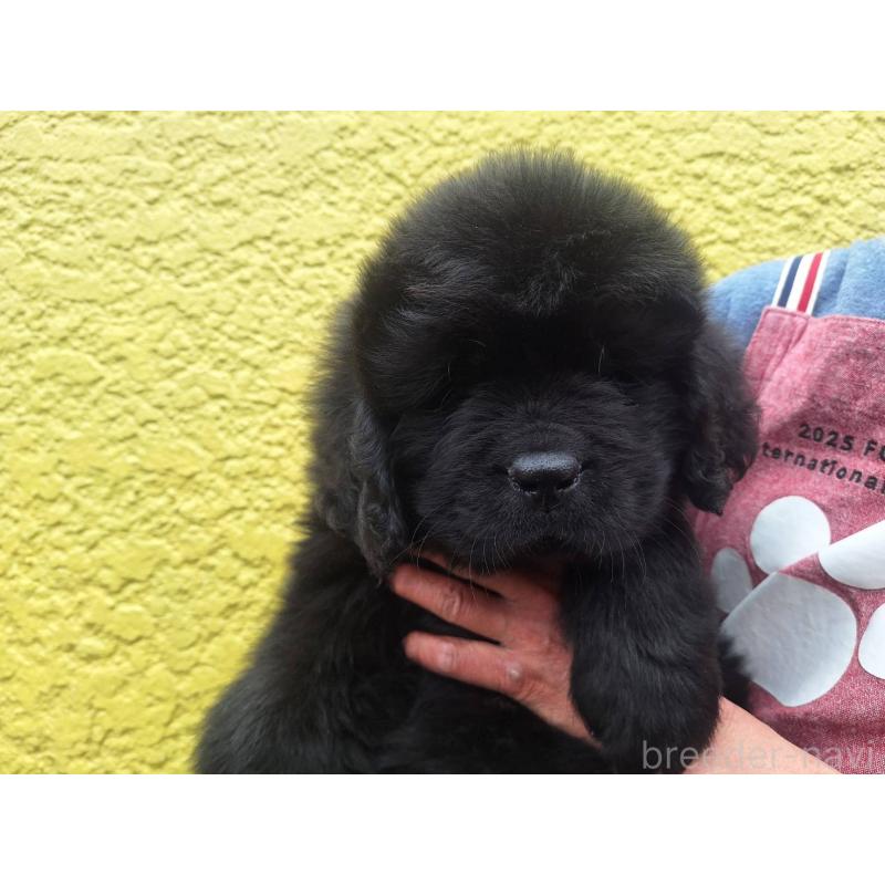 販売中の千葉県のニューファンドランド-449020の1枚目