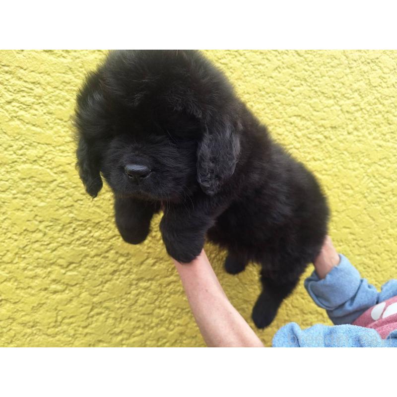 販売中の千葉県のニューファンドランド-449020の3枚目