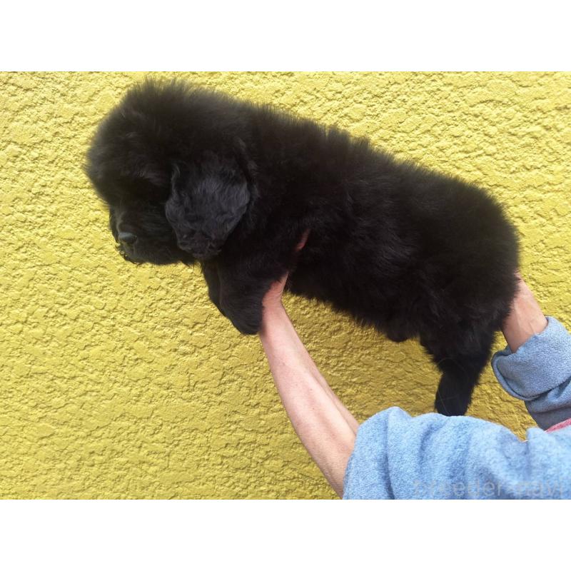 販売中の千葉県のニューファンドランド-449020の2枚目