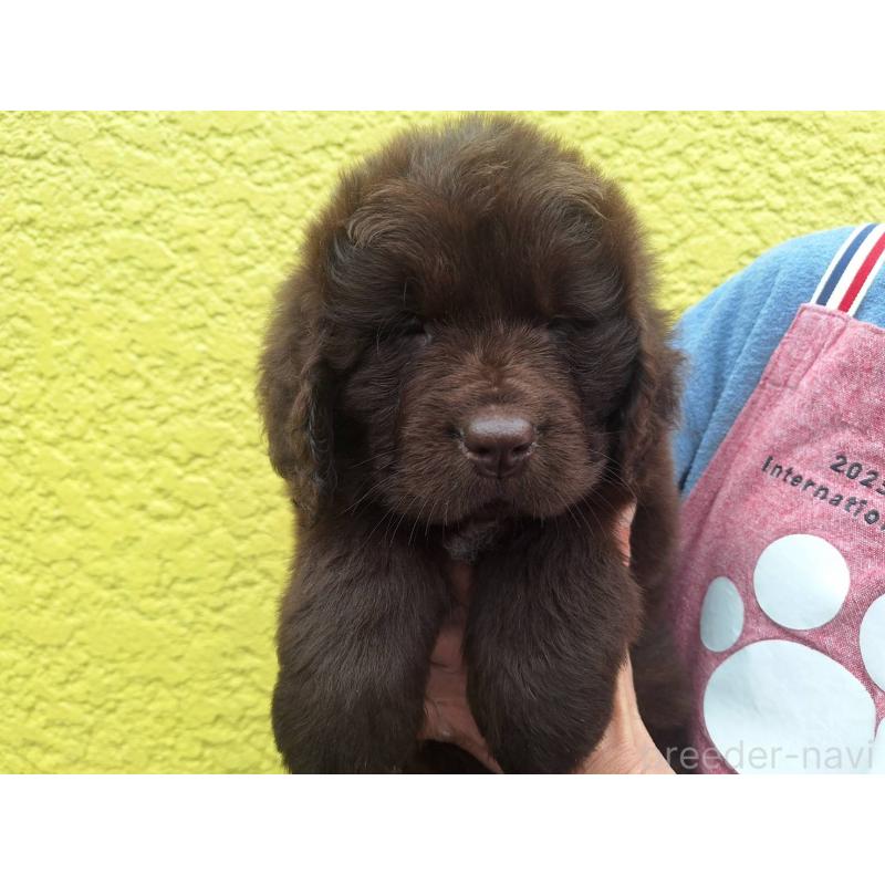 販売中の千葉県のニューファンドランド-449021