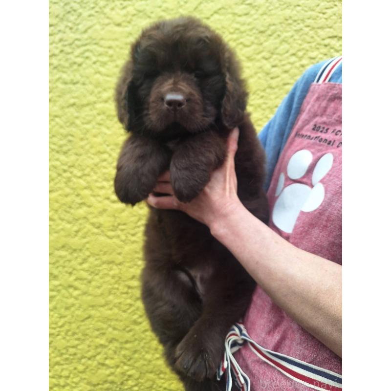 販売中の千葉県のニューファンドランド-449021の5枚目