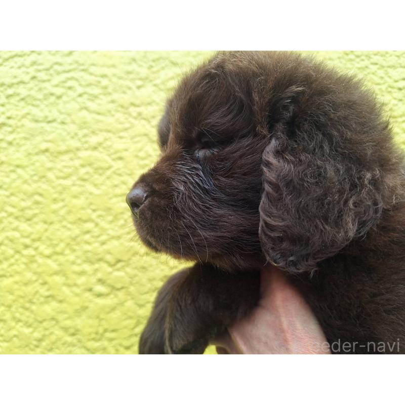 販売中の千葉県のニューファンドランド-449021の3枚目