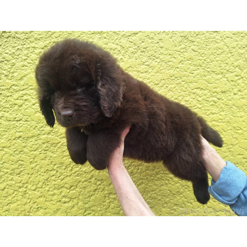 販売中の千葉県のニューファンドランド-449021の2枚目