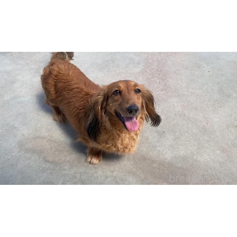 販売中の岐阜県のミニチュアダックスフンド(ロングヘアード)-449030の4枚目