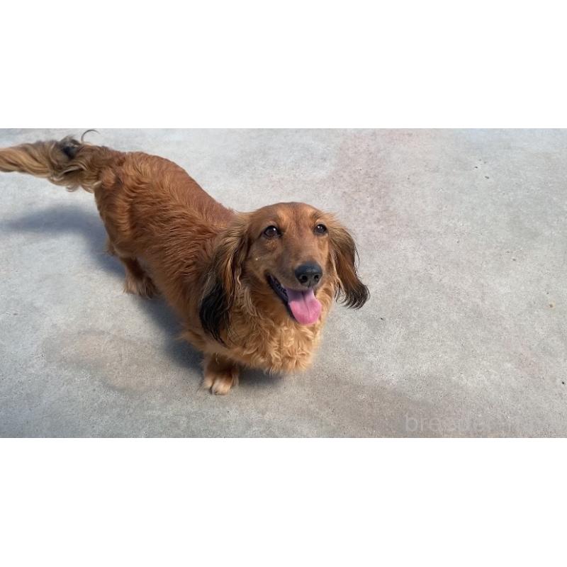 販売中の岐阜県のミニチュアダックスフンド(ロングヘアード)-449030の3枚目