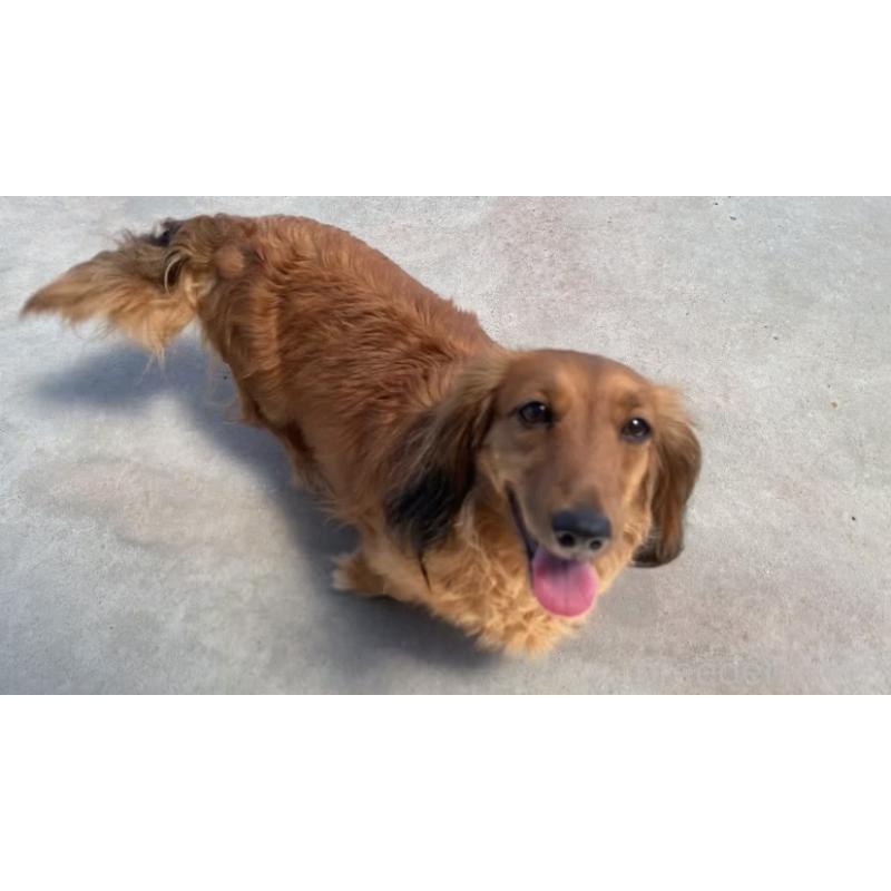 販売中の岐阜県のミニチュアダックスフンド(ロングヘアード)-449030の2枚目