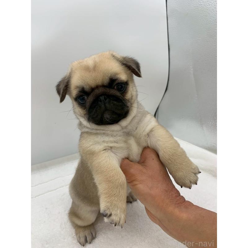 販売中の静岡県のミックス犬-449023の4枚目