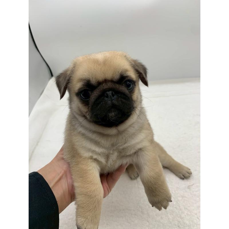 販売中の静岡県のミックス犬-449023の3枚目