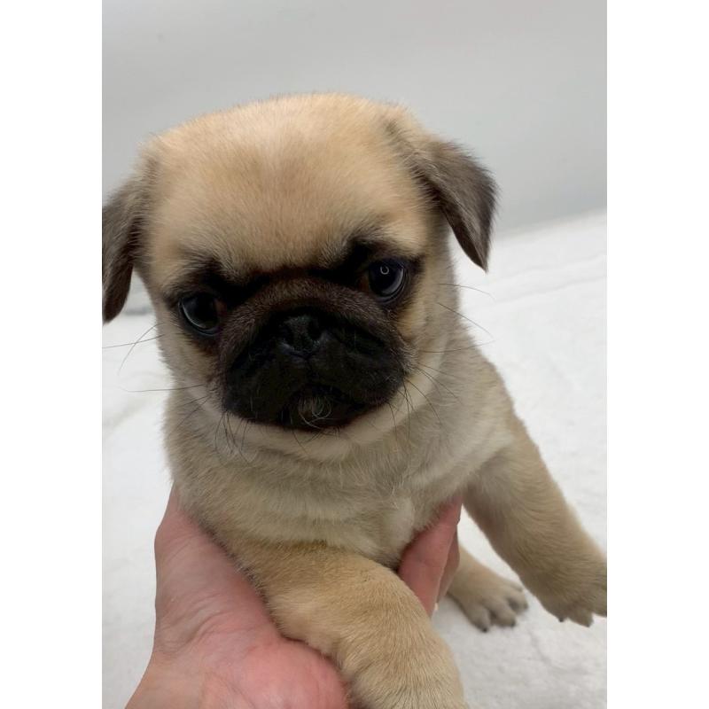 販売中の静岡県のミックス犬-449023の2枚目