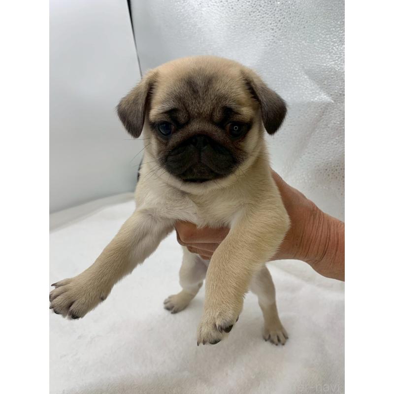 販売中の静岡県のミックス犬-449024の4枚目