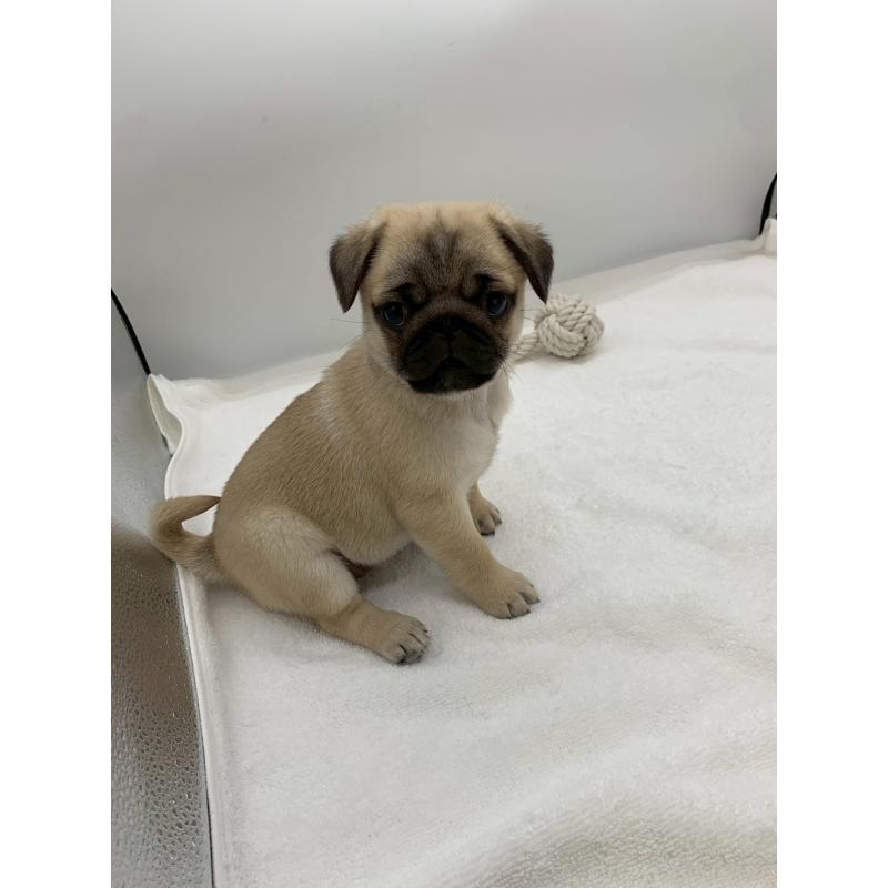 販売中の静岡県のミックス犬-449024の3枚目