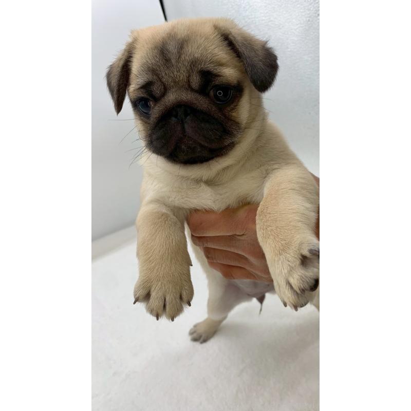 販売中の静岡県のミックス犬-449024の2枚目