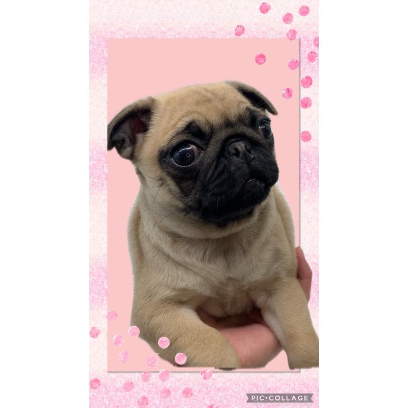 販売中の静岡県のパグ-449025の1枚目