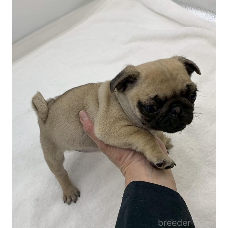 販売中の静岡県のパグ-449025の3枚目