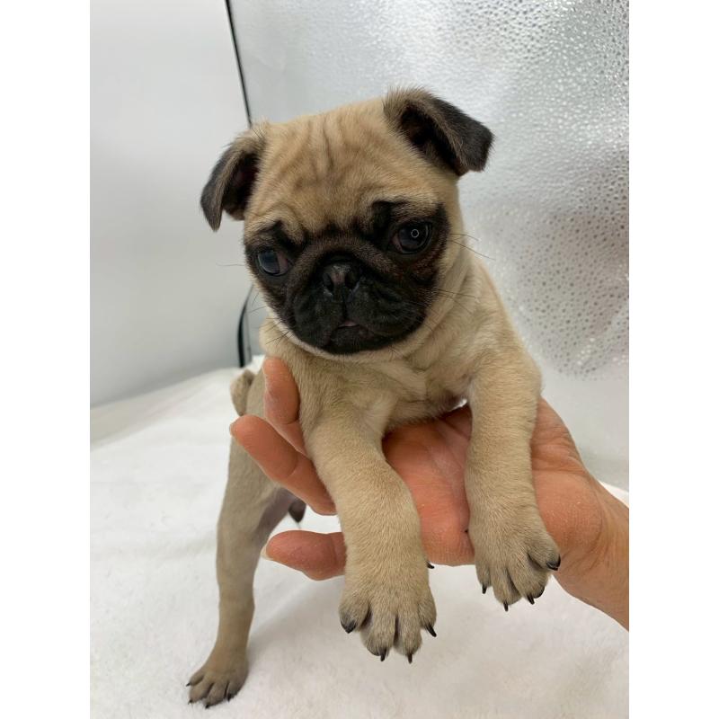 販売中の静岡県のパグ-449025の2枚目