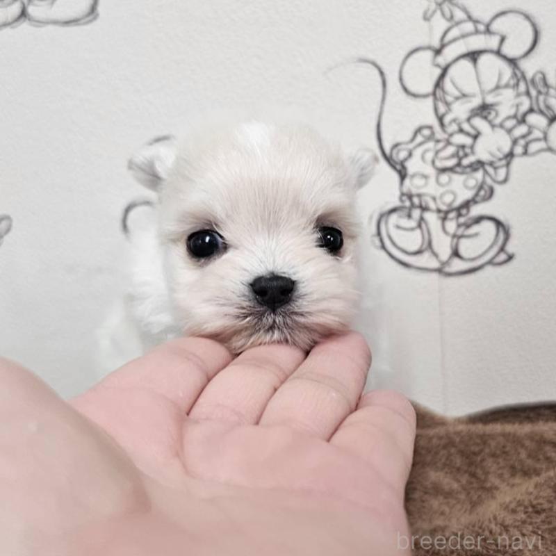 販売中の埼玉県のポメマル:ポメラニアン×マルチーズ-449026の7枚目