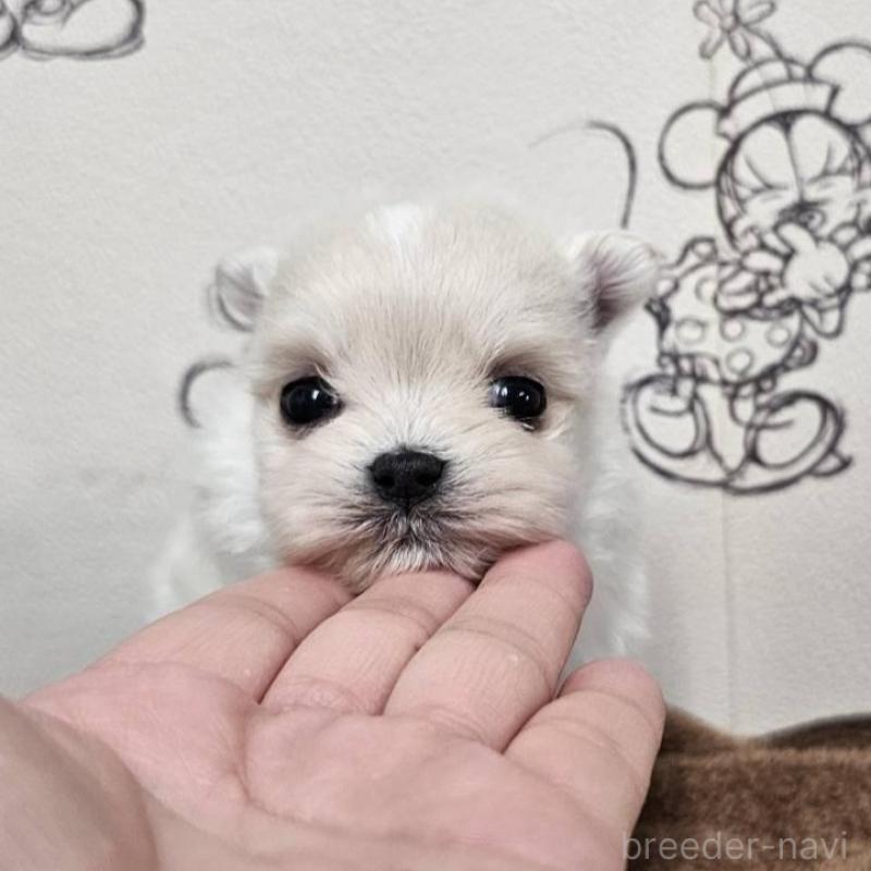販売中の埼玉県のポメマル:ポメラニアン×マルチーズ-449026の1枚目