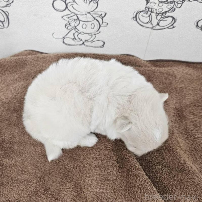 販売中の埼玉県のポメマル:ポメラニアン×マルチーズ-449026の6枚目