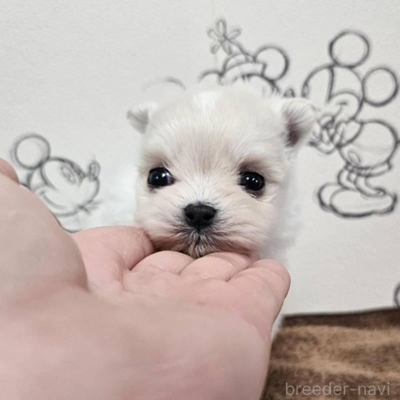 販売中の埼玉県のポメマル:ポメラニアン×マルチーズ-449026の5枚目