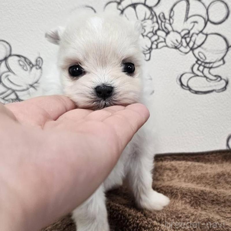 販売中の埼玉県のポメマル:ポメラニアン×マルチーズ-449026の4枚目