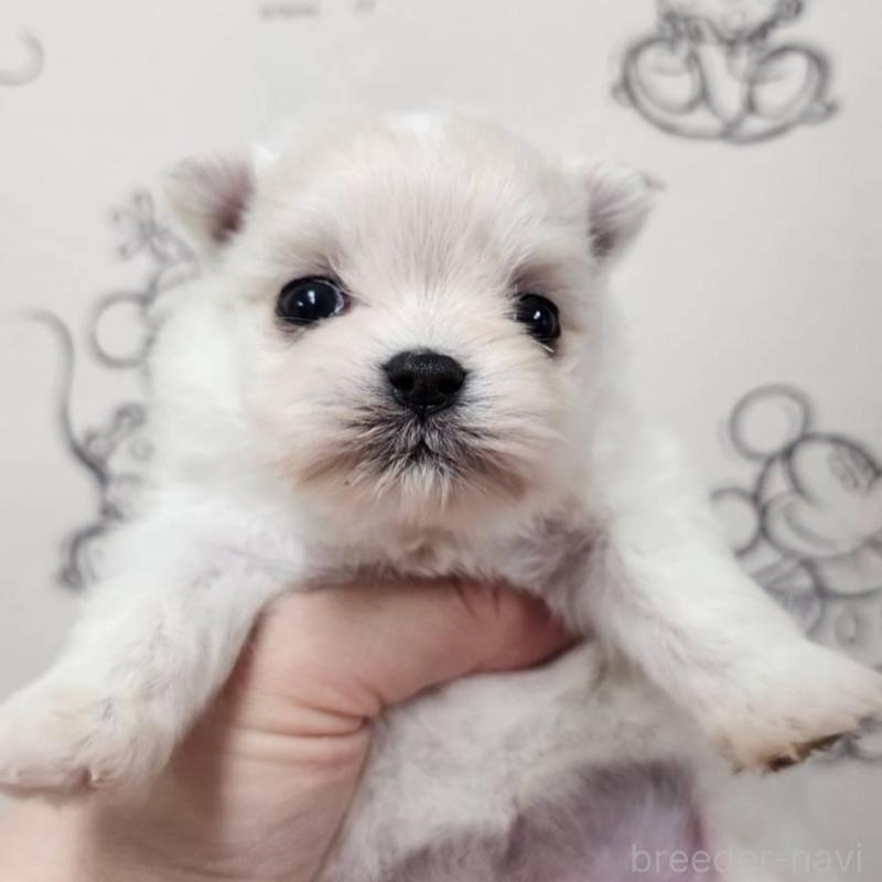 販売中の埼玉県のポメマル:ポメラニアン×マルチーズ-449026の3枚目