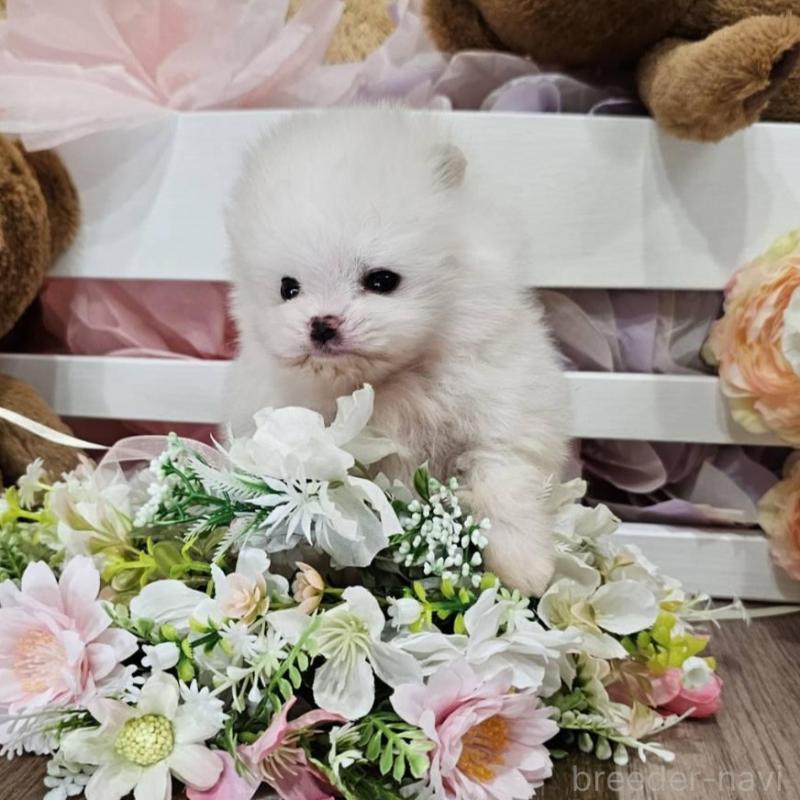 販売中の埼玉県のポメラニアン-449027の7枚目