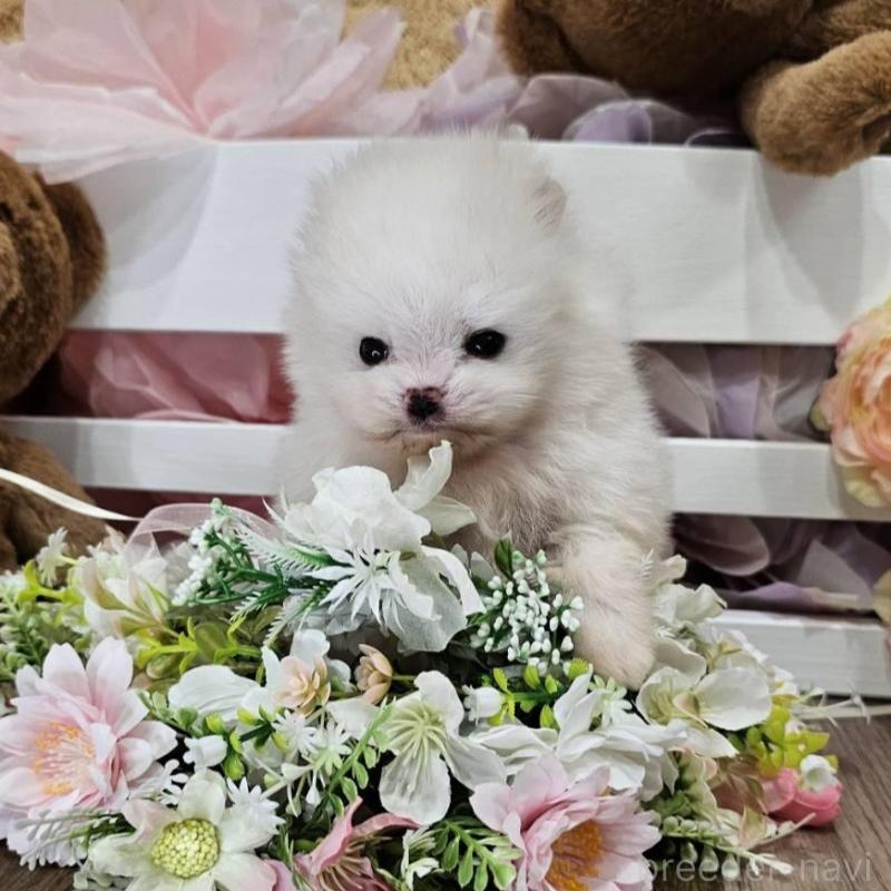 販売中の埼玉県のポメラニアン-449027の6枚目