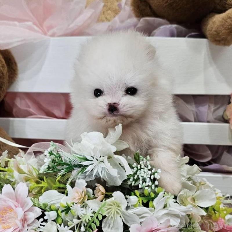 販売中の埼玉県のポメラニアン-449027の5枚目