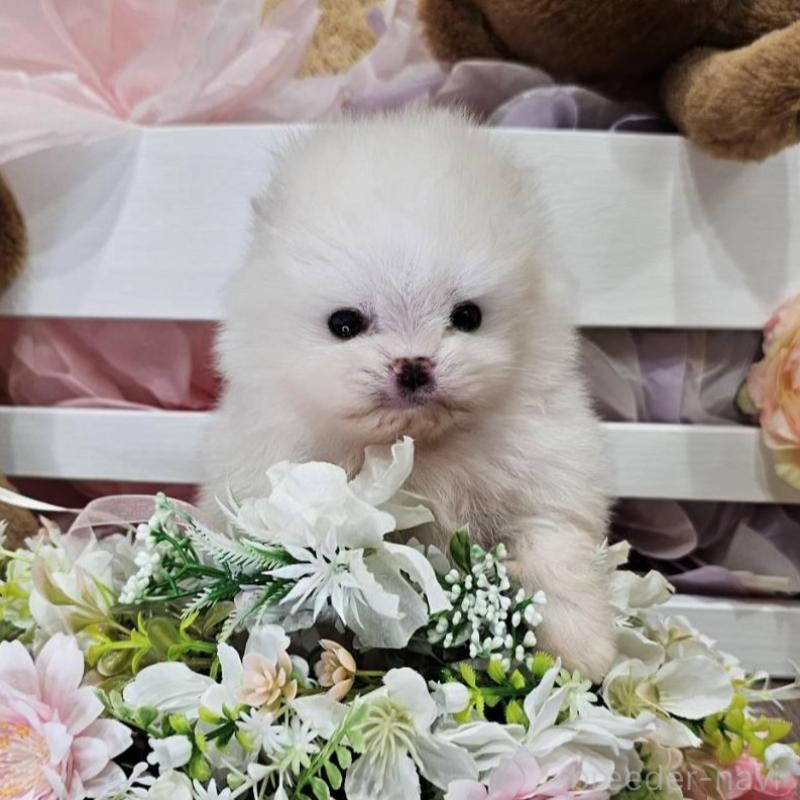 販売中の埼玉県のポメラニアン-449027の4枚目