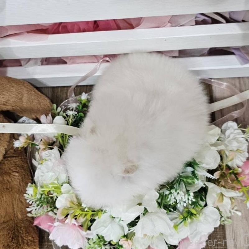 販売中の埼玉県のポメラニアン-449027の2枚目