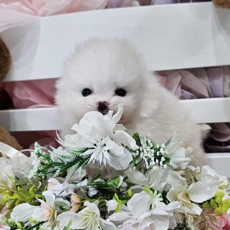 販売中の埼玉県のポメラニアン-449028の11枚目