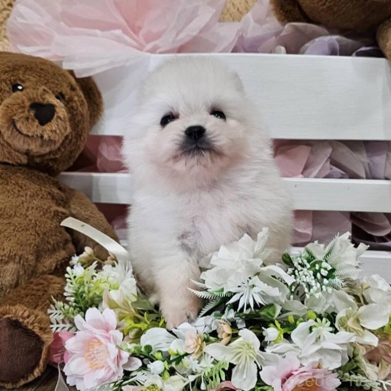 販売中の埼玉県のポメラニアン-449028の10枚目