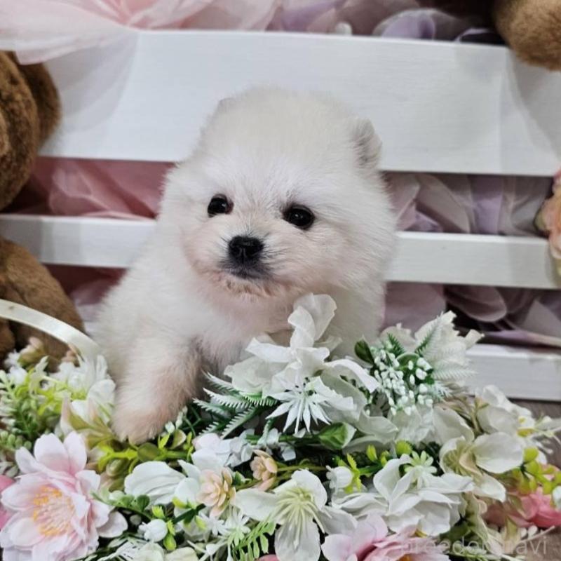 販売中の埼玉県のポメラニアン-449028の9枚目