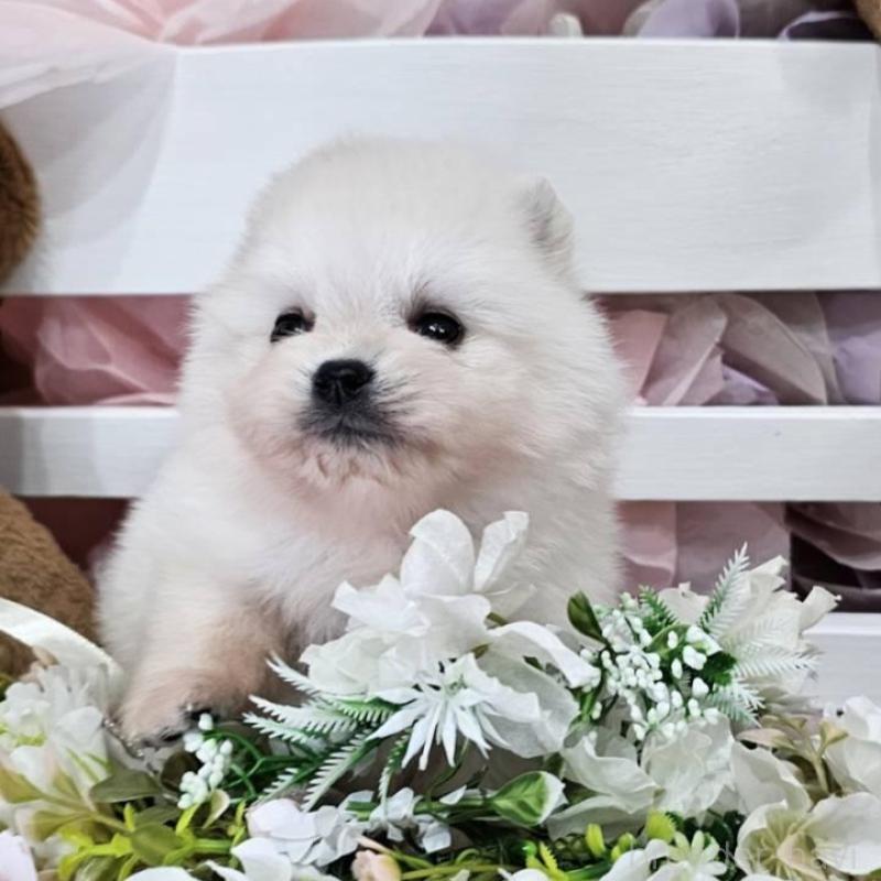 販売中の埼玉県のポメラニアン-449028の8枚目