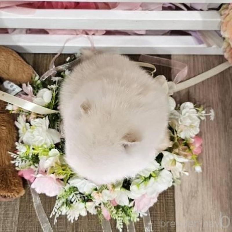 販売中の埼玉県のポメラニアン-449028の6枚目