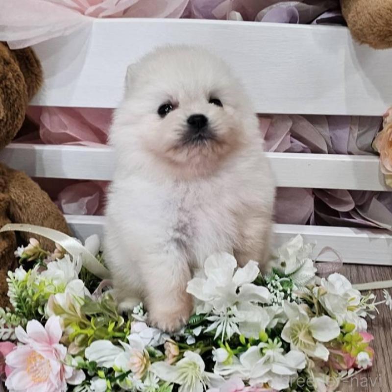 販売中の埼玉県のポメラニアン-449028の5枚目