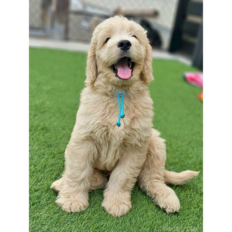 販売中の長野県のゴールデンドゥードル:ゴールデンレトリーバー×プードル-439217の1枚目