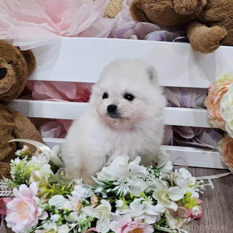 販売中の埼玉県のポメラニアン-449028の4枚目