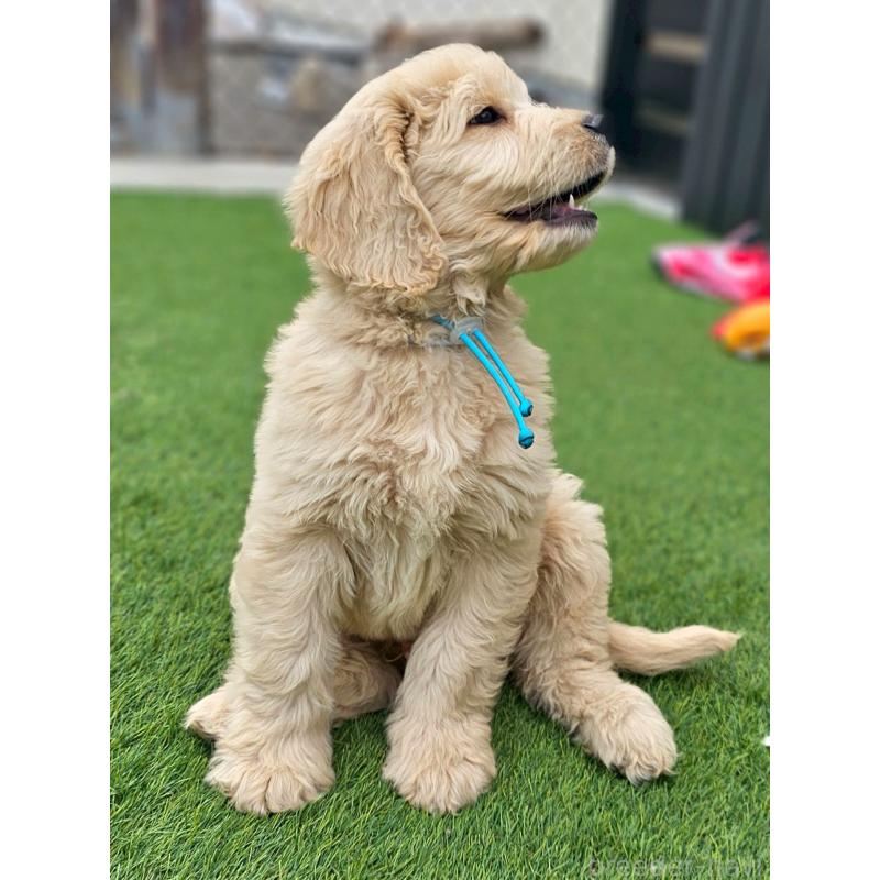 販売中の長野県のゴールデンドゥードル:ゴールデンレトリーバー×プードル-439217の8枚目