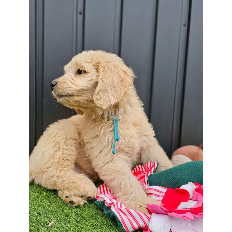 販売中の長野県のゴールデンドゥードル:ゴールデンレトリーバー×プードル-439217の6枚目