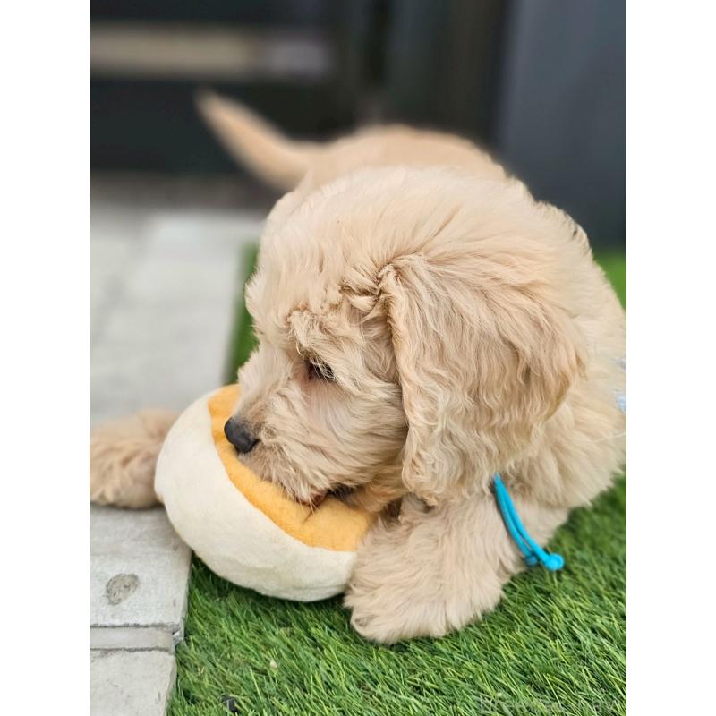 販売中の長野県のゴールデンドゥードル:ゴールデンレトリーバー×プードル-439217の5枚目