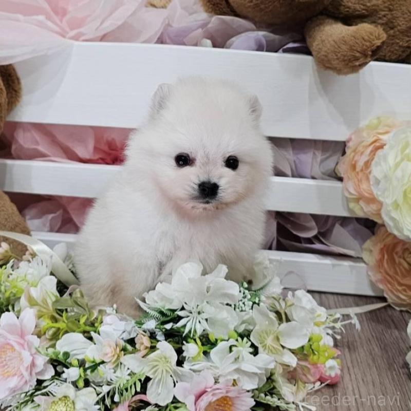 販売中の埼玉県のポメラニアン-449028の3枚目