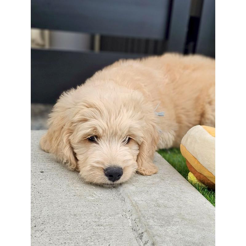 販売中の長野県のゴールデンドゥードル:ゴールデンレトリーバー×プードル-439217の4枚目