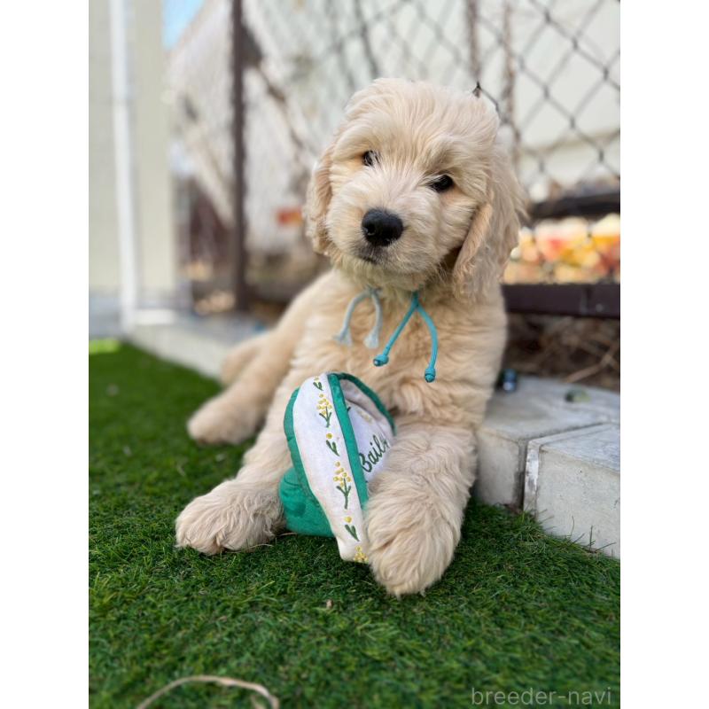 販売中の長野県のゴールデンドゥードル:ゴールデンレトリーバー×プードル-439217の3枚目