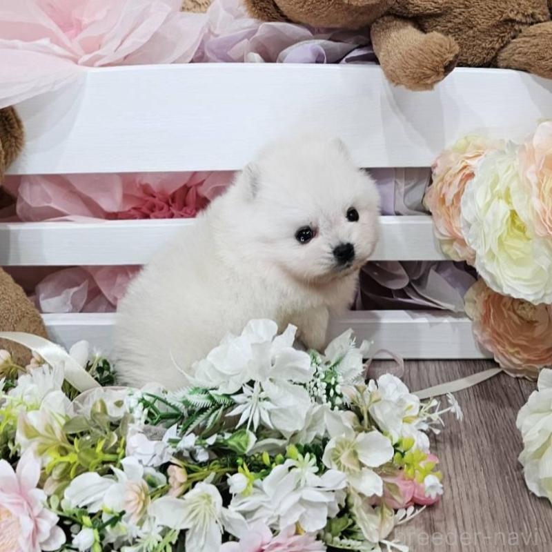 販売中の埼玉県のポメラニアン-449028の2枚目