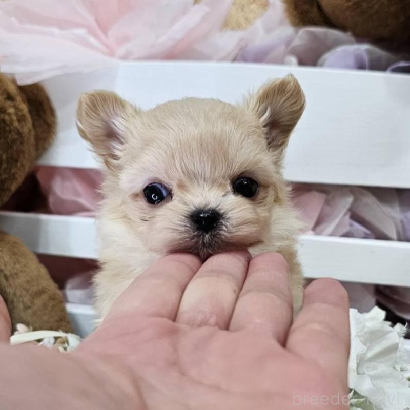 販売中の埼玉県のチワマル:チワワ×マルチーズ-449029の10枚目