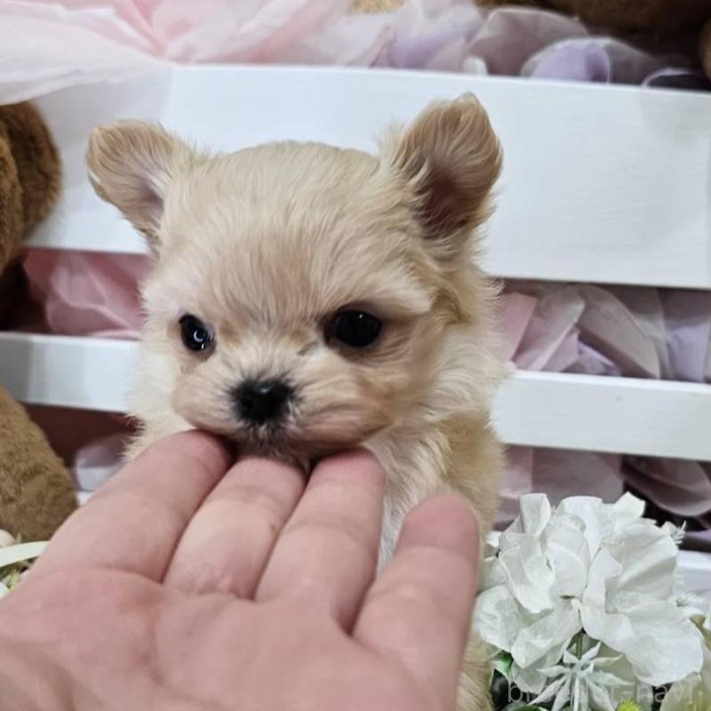 販売中の埼玉県のチワマル:チワワ×マルチーズ-449029の9枚目